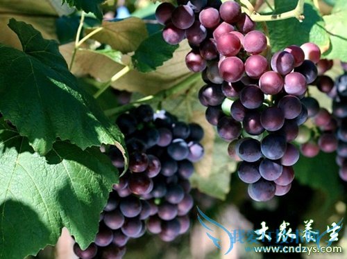 ����Ů���绨�� 8���߹������Ŷ�(2)