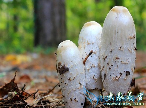 ����Ů���绨�� 8���߹������Ŷ�(3)