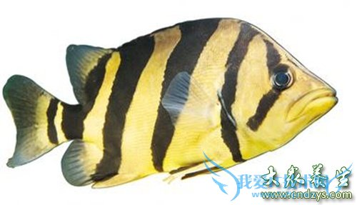 ����Ӫ��ʳ�ﱣ�����ӽ���(5)