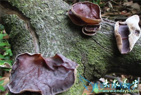 �����ĺ�ɫʳ������Щ(2)