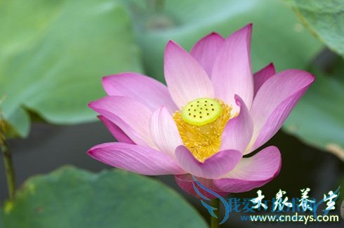 10��ʳ�����Բ���֢�ٳ�(2)