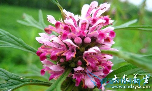 ������Գ���ĸ����