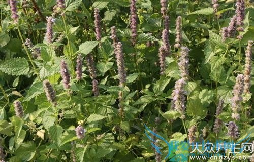 �����ܳ�޽����