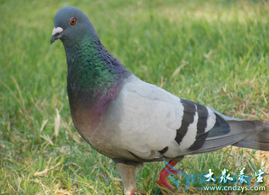 ���˲������������(5)