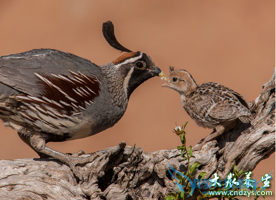 ���˲������������(3)