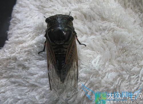 �����ܳ�֪����