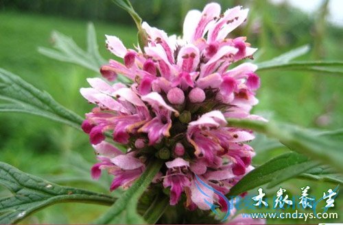 ��ĸ��������Щ���Ʋ�Ч����