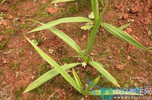 �������ܳ���é��