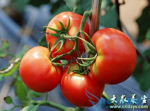 6��ʳ����������(5)