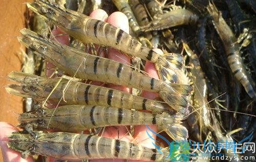 �����ܳ԰߽ڶ�Ϻ��