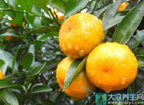 �����ܳԸ���