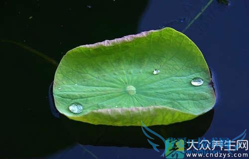 �и��ܳԺ�Ҷ��