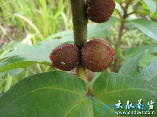 ��Ѫѹ�ܳ���ָë����