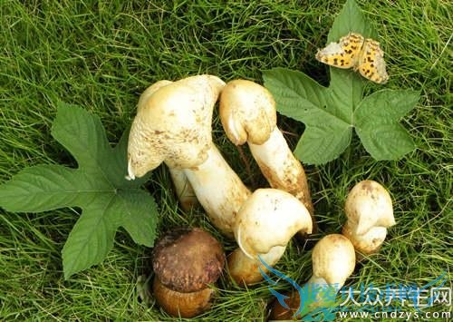 ��Ѫѹ�ܳԼ��Ⱦ���