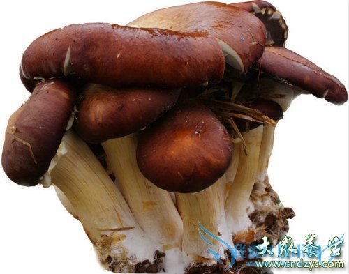 �и��ܳ�ţ�ξ���