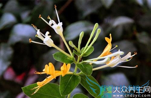 ��Ѫѹ�ܳԽ�������