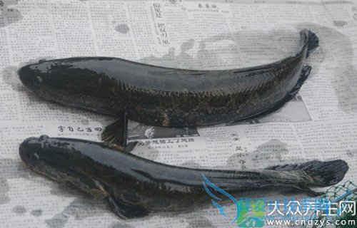 Ƥ�������ܳԺ�����  