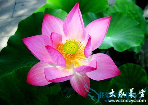 �����������ɫŮ��  (6)