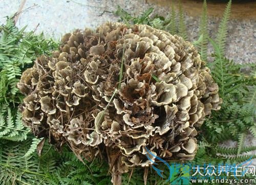 Ƥ�������ܳԸɰ;��� 