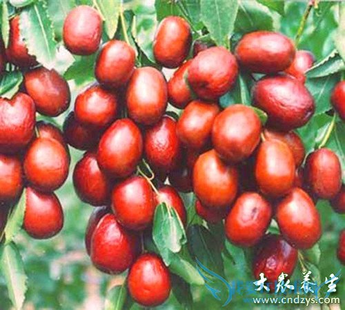 Ů���ļ�����Ѫ��4��ʳ��(2)