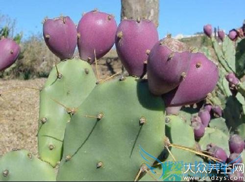 �и��ܳ������ƹ���