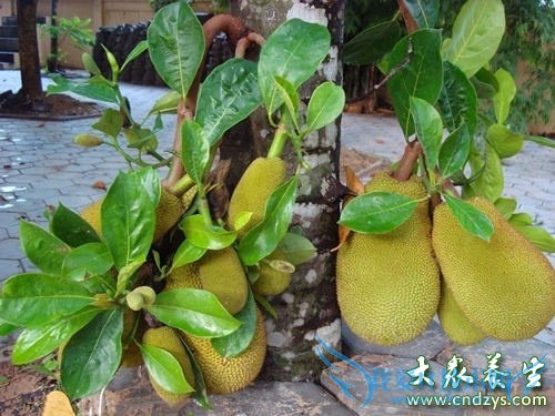 �������ܳԲ�������