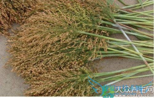 ��Ѫѹ�ܳԸ�����?