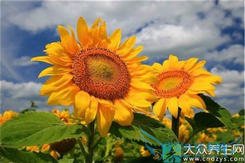 �����ܳԿ���������