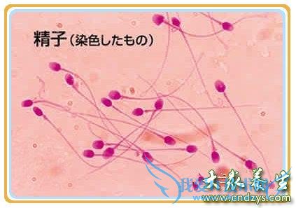 ��������β�����(1)