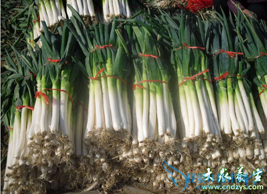 ����׳��ֻ��10���ӵ�ʳ��(1)