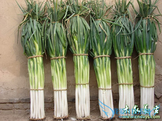 ����׳��ֻ��10���ӵ�ʳ��(3)