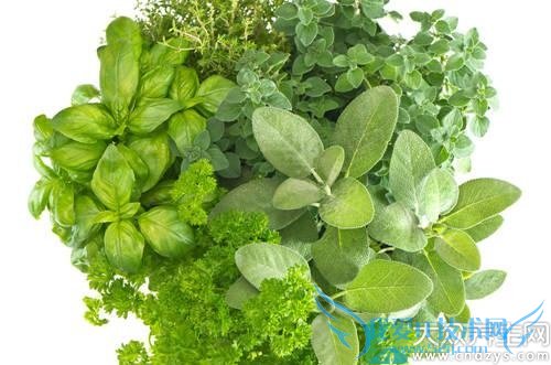 ����һ�������벻����������ҩ(2)