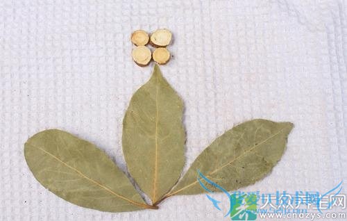 �����ܳ���Ҷ��