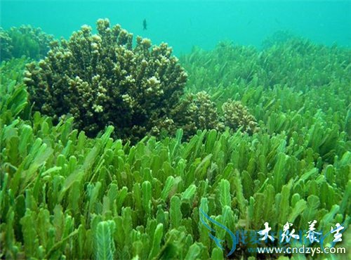 ��ԡʱ��ΰ�Ħ�����鷿(10)