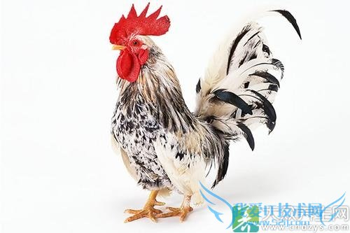 ��ð���ԳԼ��� 