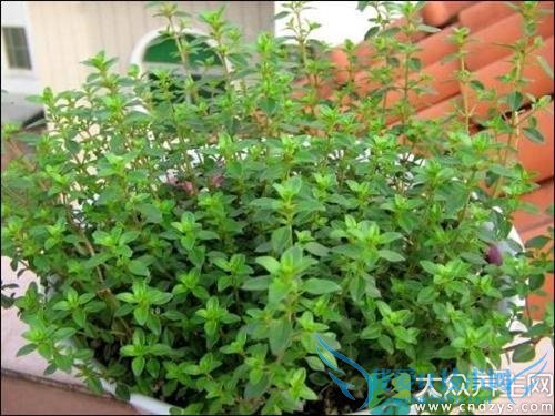 ��Ѫѹ�ܳ԰�������