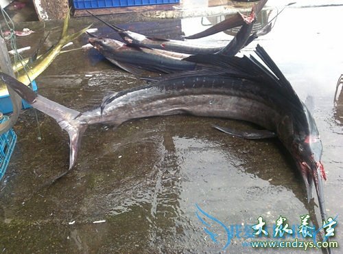 1�����ڱ������ܳԵ�ʳ��(5)