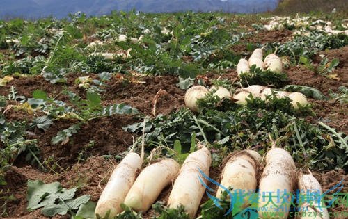 �������ܳ��ܲ���