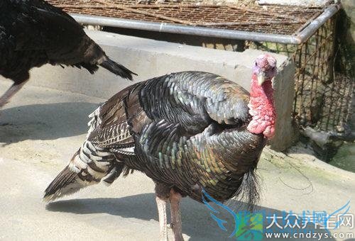 �������ܳԻ���