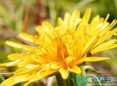 �����ܳ�Ұ����