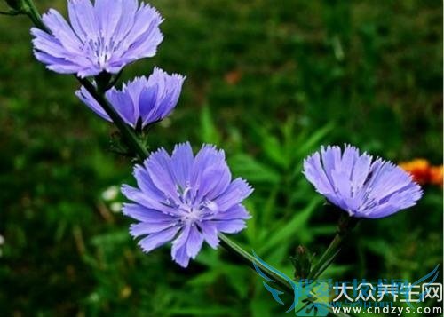 ��Ѫѹ�ܳԾ�����