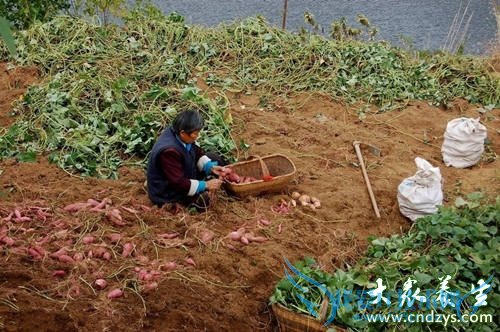 �����ܳԺ�����