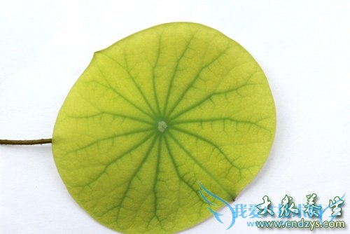 ��Ѫѹ�ܳԺ�Ҷ��