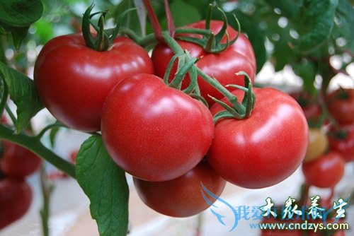 ���Ա�����ʲôʳ�  (1)