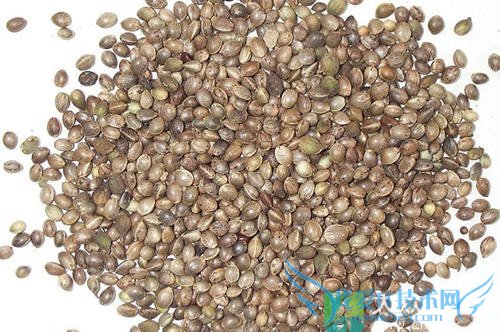 �������ܳԻ�������