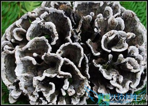 �����ܳԸɰ;���