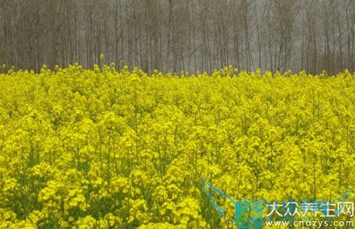 �����ܳԲ˻���