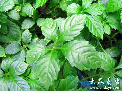 10����ҩ��Ů�˷��ϻ�ͯ (8)