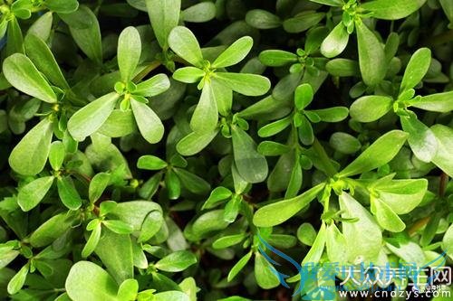 �����ڿ��Գ�������