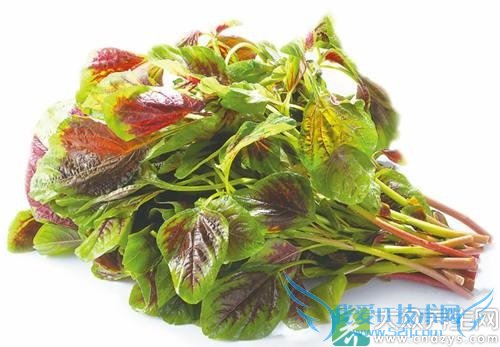 ���ֲ����˱���ʳ�õ��߲�(1)